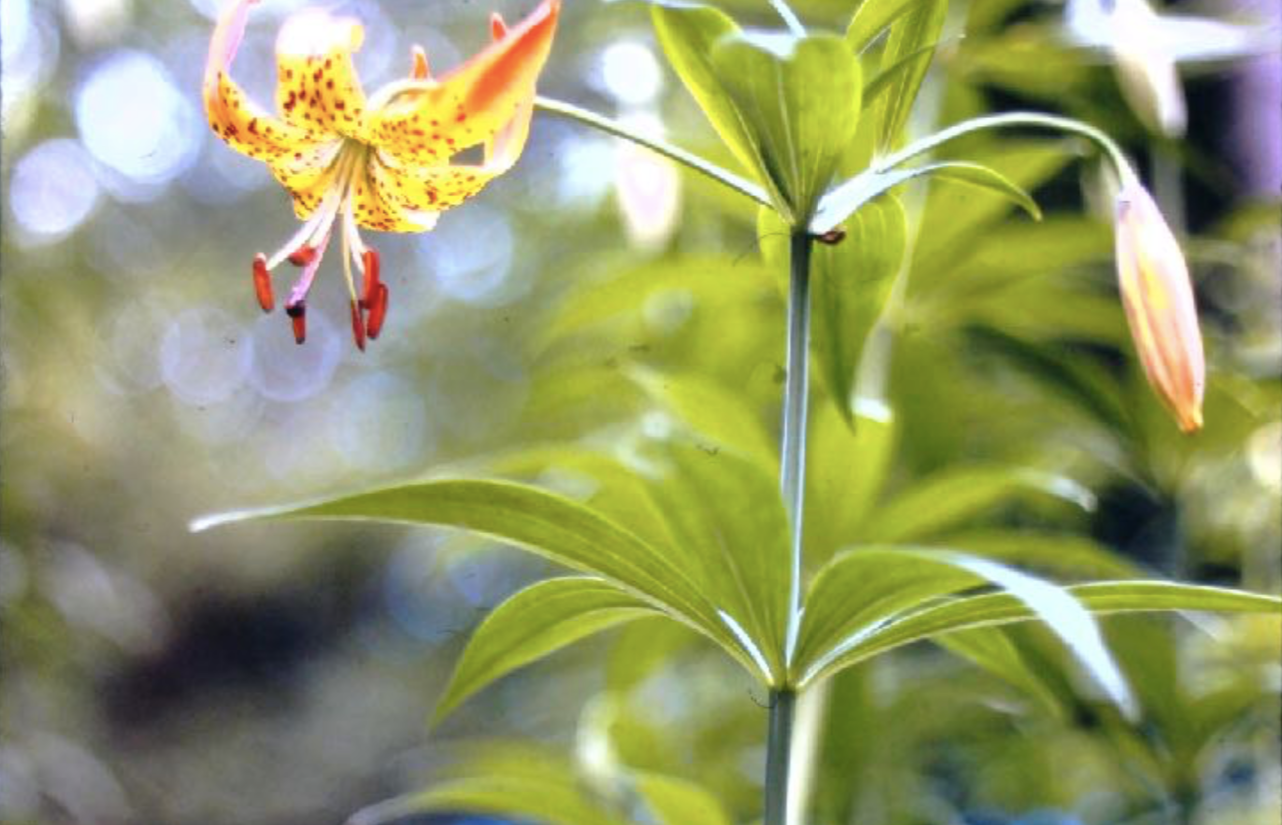 Turk’s cap lily, a plant described and drawn by the colonial botanist Jane Colden.