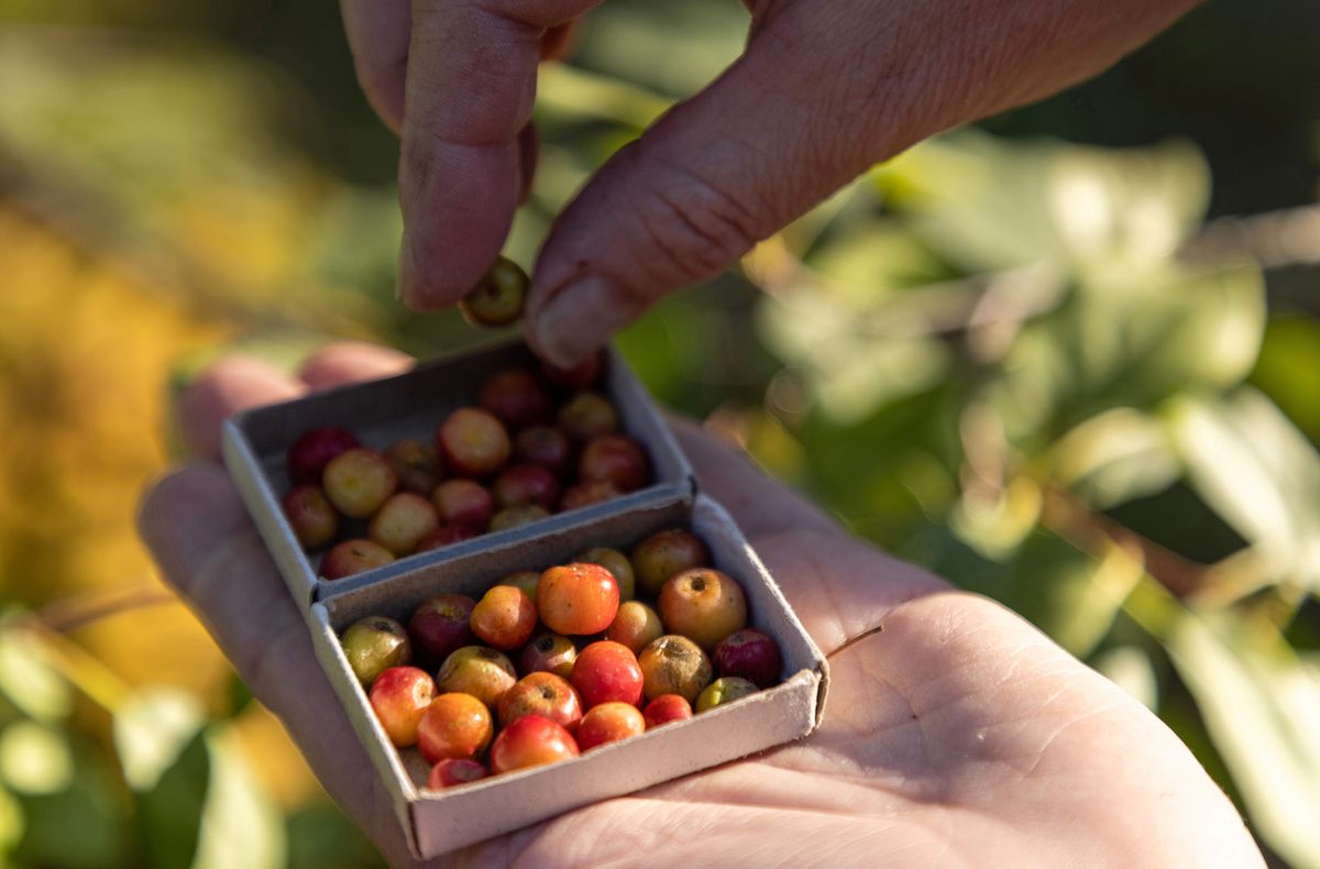 A woman shows matchboxes of pearl-sized micro-apples, grown on a tree that self-adapted to Siberian weather, on the outskirts of Yakutsk, Russia, on September 9, 2021.