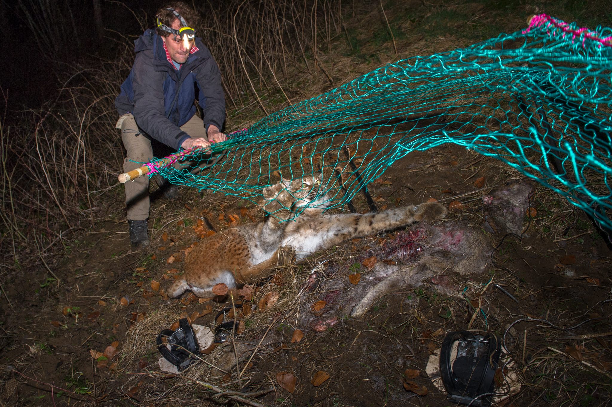 KORA biologist Fridolin Zimmerman subdues an adult female Eurasian lynx in preparation for the animal’s relocation to Kalkalpen National Park, Austria.