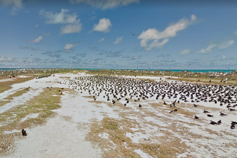 Welcome to Tern Island, you wingless freakazoid.
