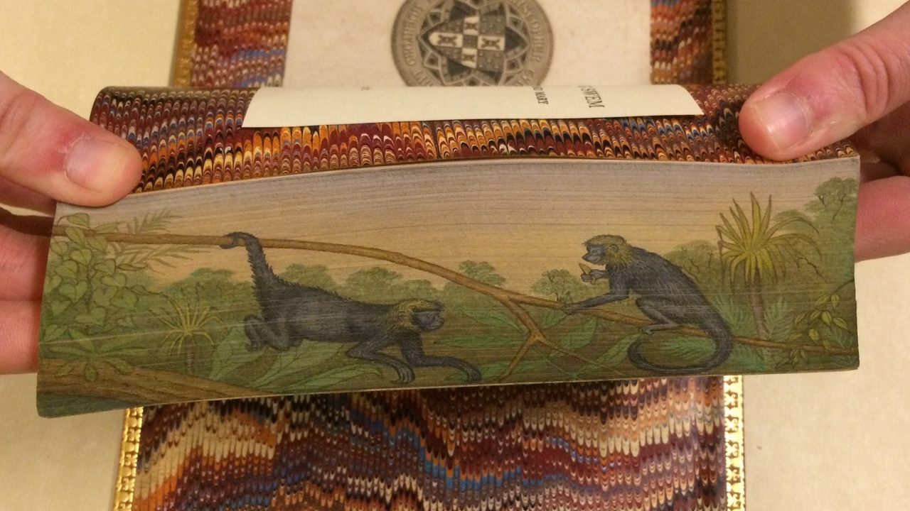 Spider monkeys from a fore-edge painting on The Natural History of Monkeys (1838)