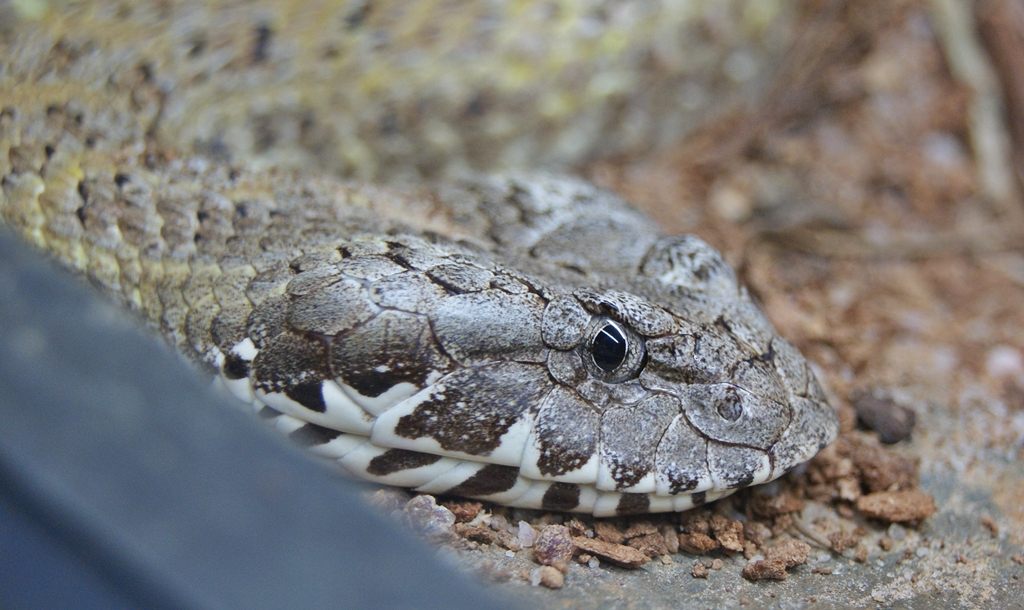 Death adders, including <em>Acanthophis praelongus</em>, can deliver lethal venom. Someone who is allergic to one type of snake is also likely to be allergic to another.