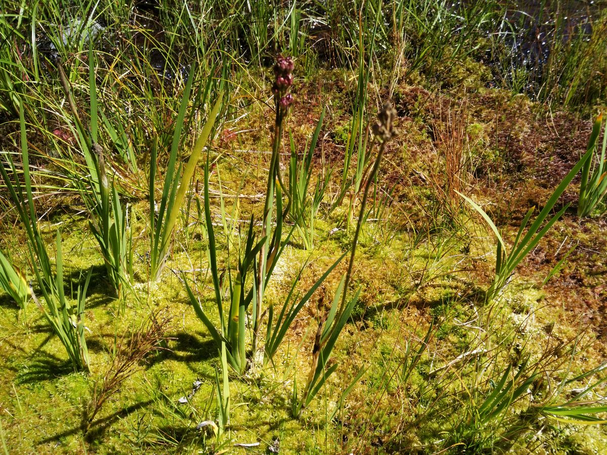 1st Carnivorous Plant Identified In 20 Years Grows Near Vancouver