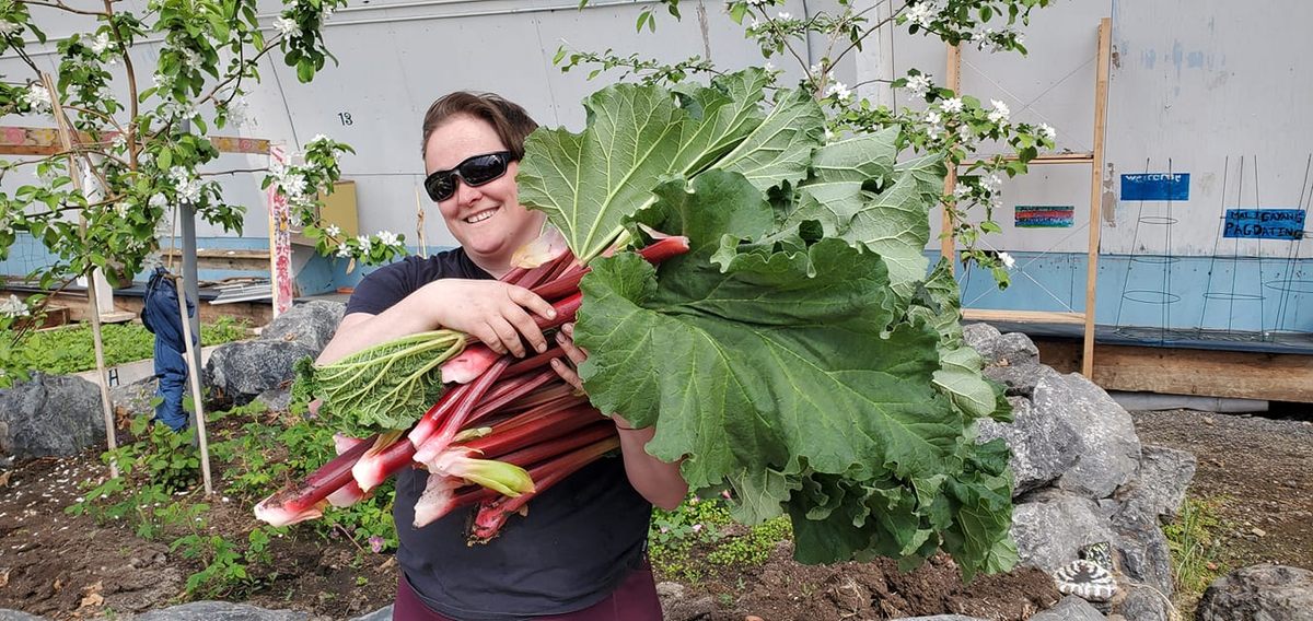 A lush armful of greenhouse rhubarb.