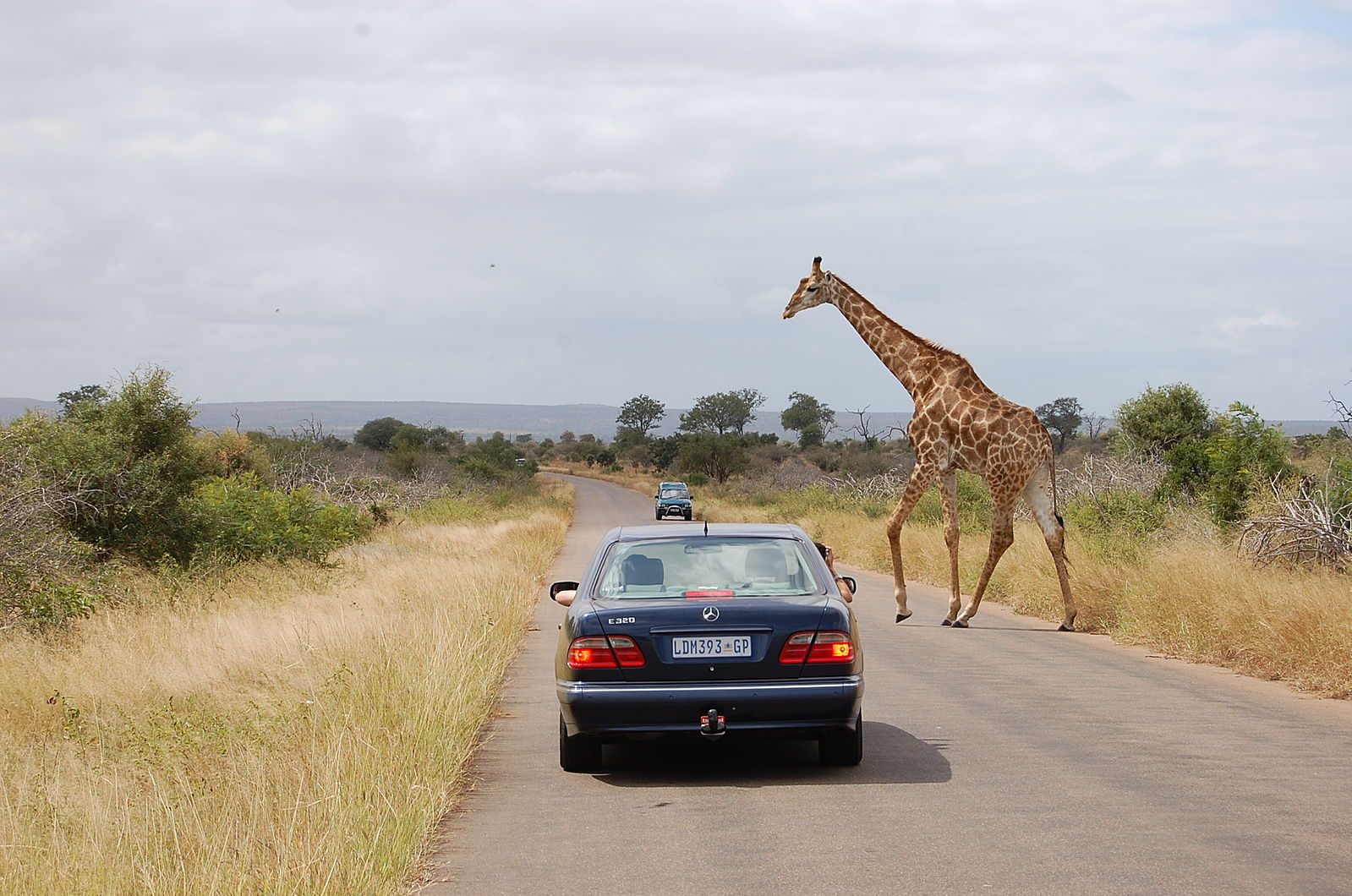 A giraffe surprises some tourists at South Africa's Kruger National Park.