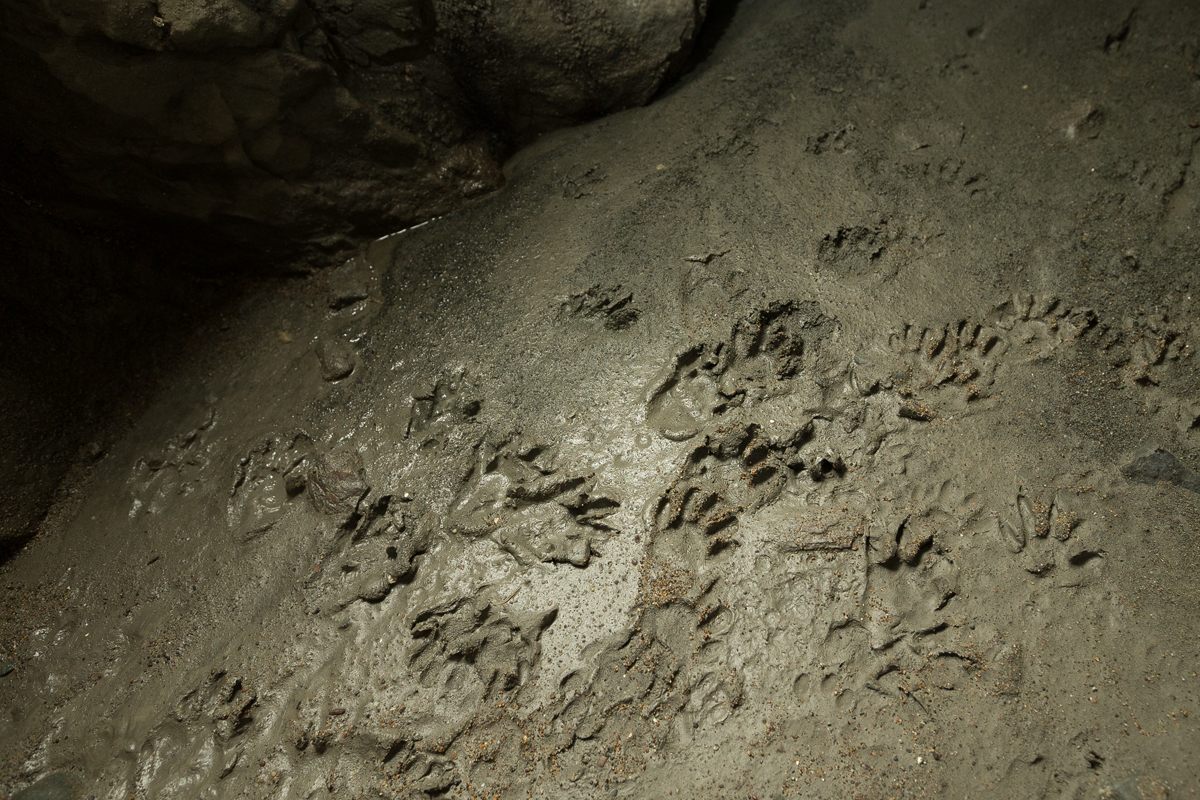 Recent raccoon footprints are evidence of the tunnel’s only regular visitors.