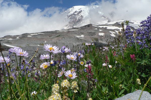 A meadow of wildflowers above Paradise, ca. 2005.