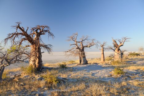Baobabs at Kubu Island.