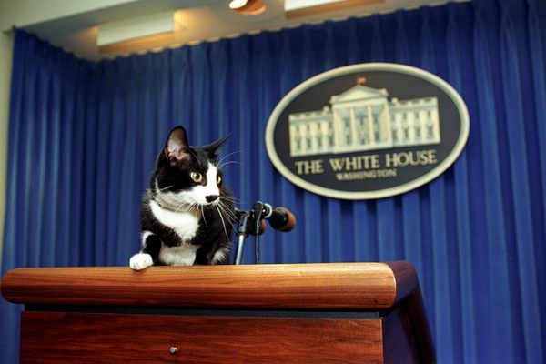The Clintons' cat, Socks, takes the podium in 1993.