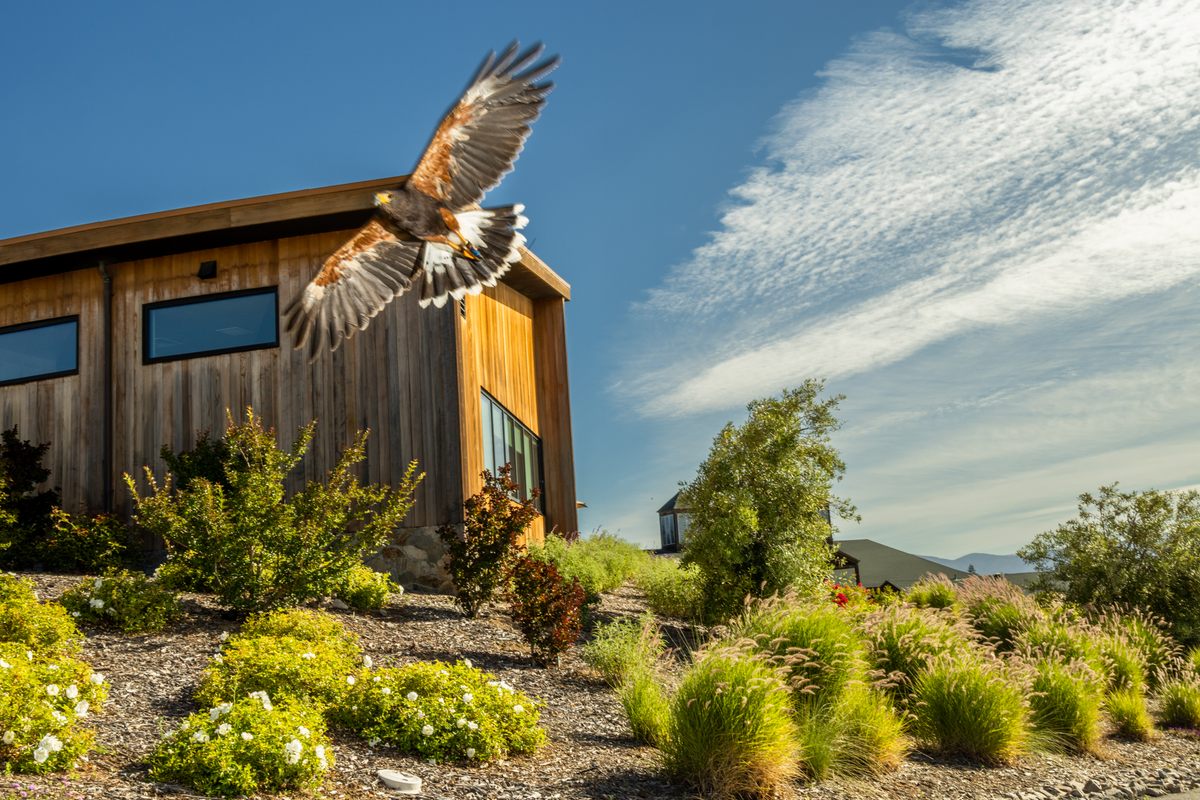 The Birds of Prey That Stand Guard Over California's Vineyards - Atlas  Obscura