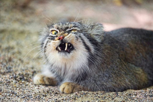 A Pallas's cat, in all his glory.