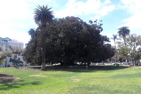 The fig tree.