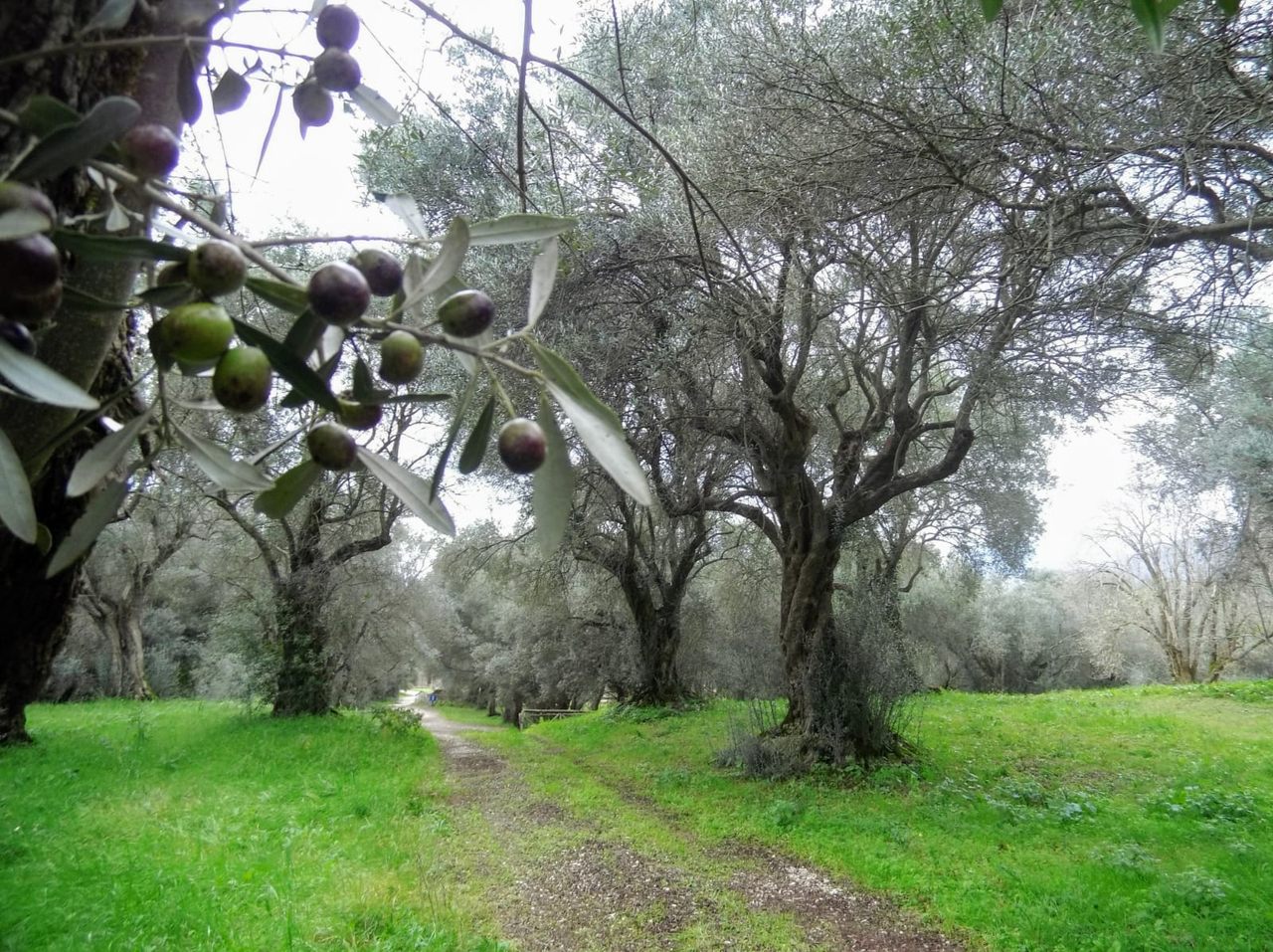 One of the olive trees at Hadrian’s Villa dates back to the 13th century.