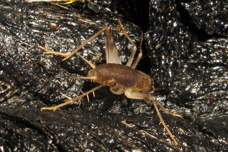 A lava cricket at Hawaii Volcanoes National Park.