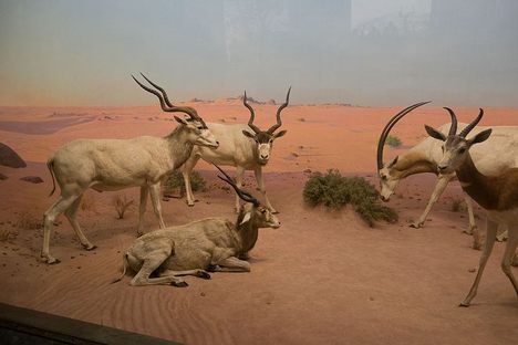 The desert scene.