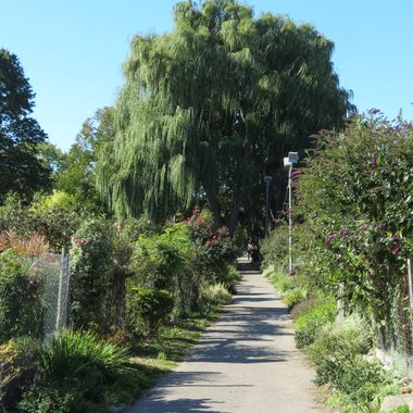 The Frederick Law Olmsted designed Emerald Necklace at The Fenway Victory Gardens.