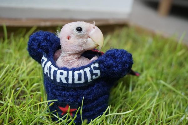 Rhea in her crocheted Patriots jersey, which has room for shoulder pads.