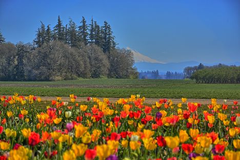 Mt. Hood trying to hide behind the trees at the tulip farm.