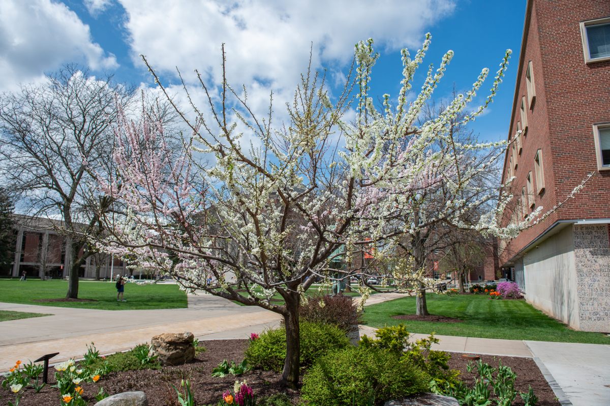 The Tree of 40 Fruit on the Syracuse University Campus.
