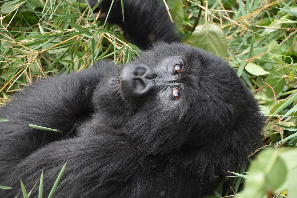 Kalnų gorila Vulkanų nacionaliniame parke, Ruandoje. 