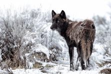 Though they’re protected inside the park, wolves can be killed when they cross its borders.