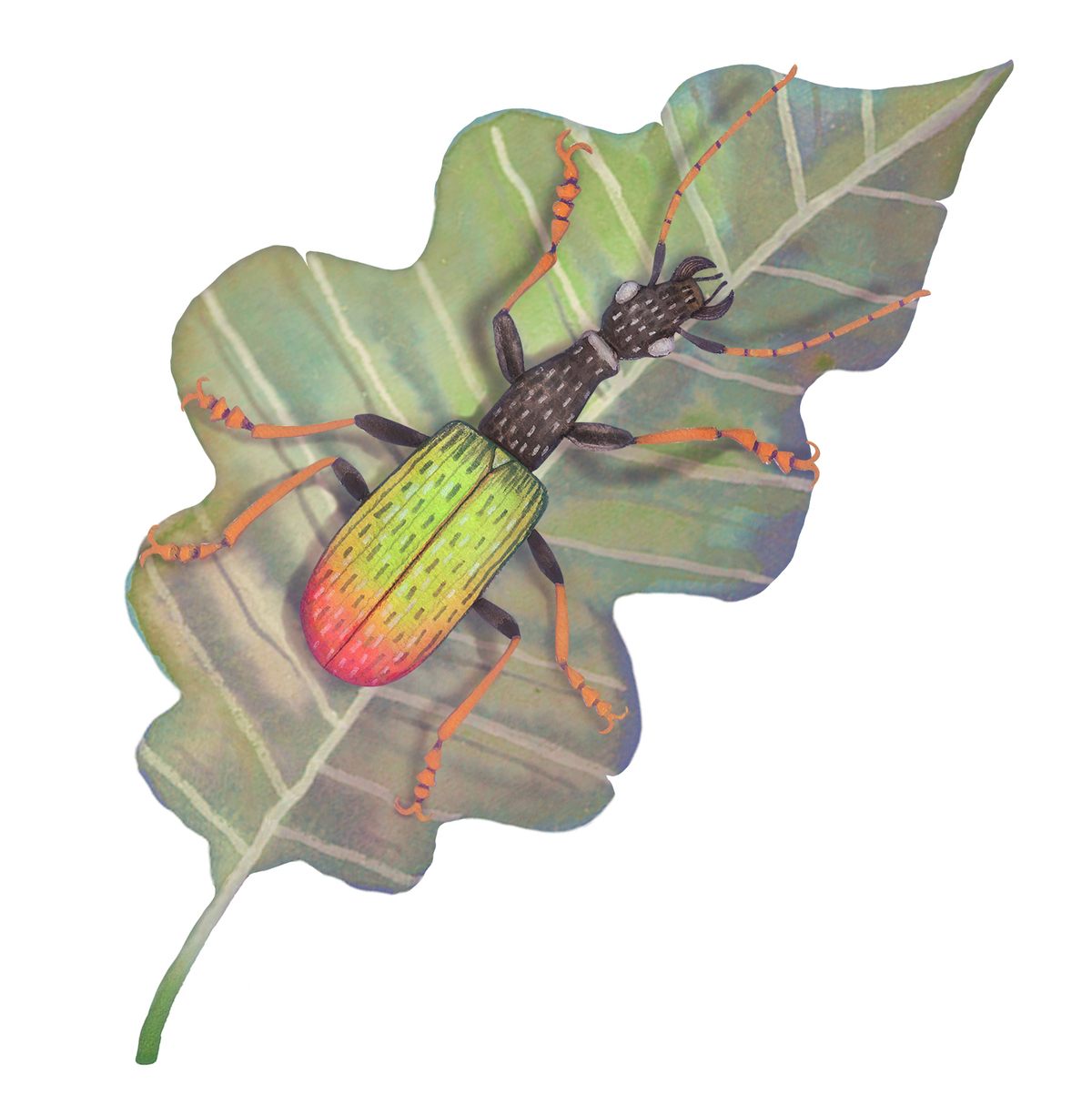The <em>Agra cadabra</em> beetle hangs out in the rainforests of South America.