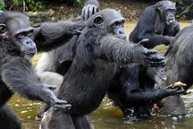 The feeding of chimpanzees on Monkey Island.