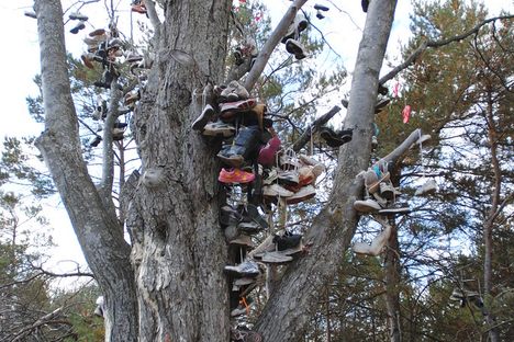 A photo of the tree taken on October 16, 2010.