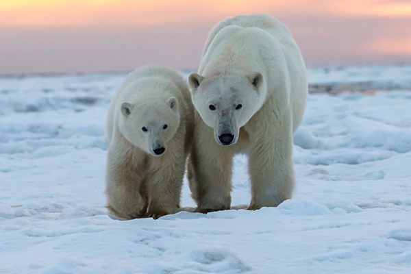 When polar bears like this mom and cub wander into Churchill, a small town in a remote northern corner of Canada, they might just end up in "polar bear jail."