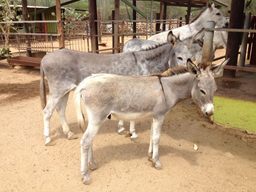 Many of the cute donkeys.