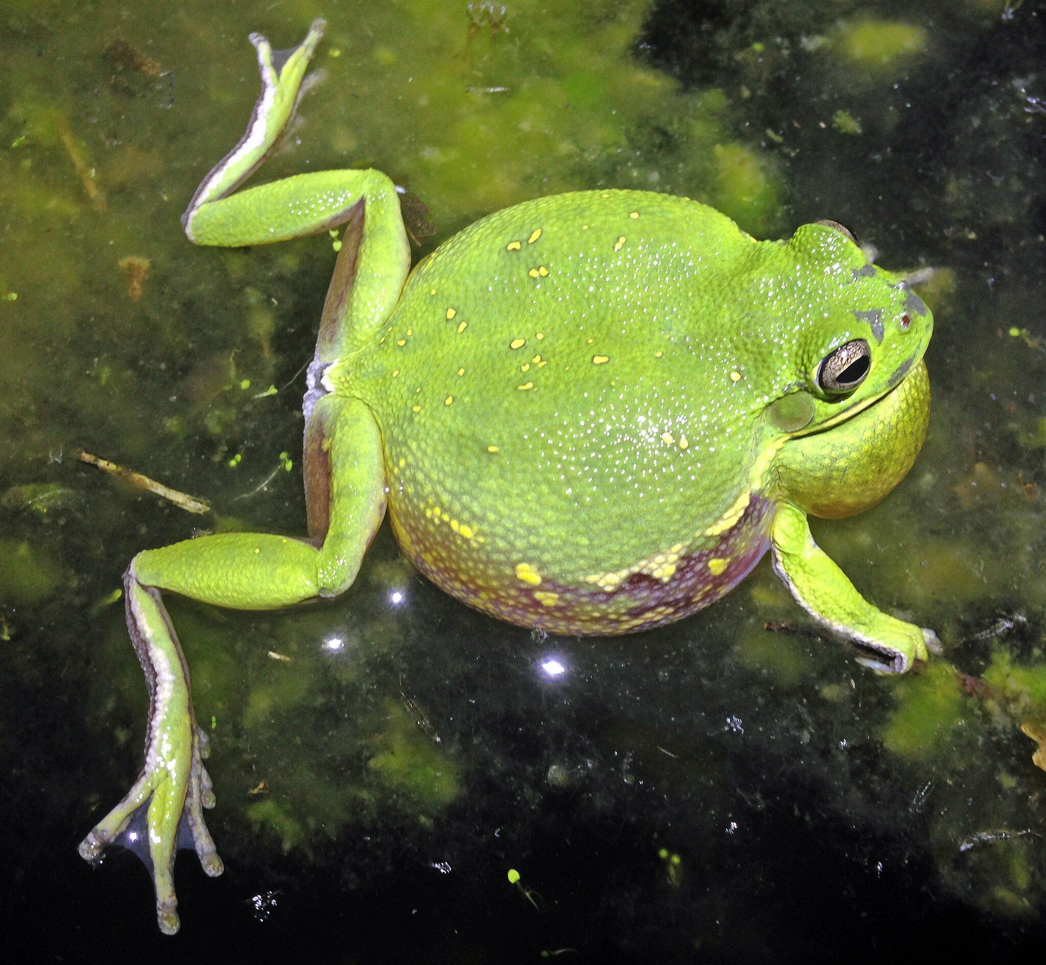 The Many Lives of 'Sounds of North American Frogs' - Atlas Obscura
