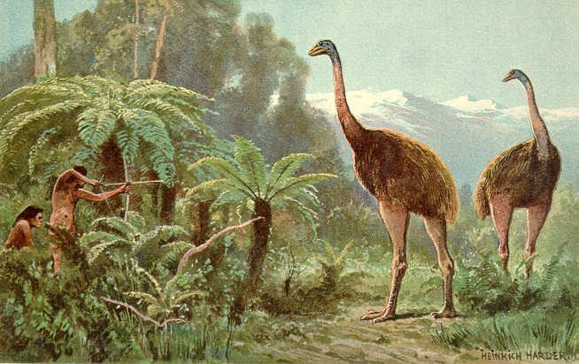 An image of the moa, by Heinrich Harder, shows them erroneously being hunted with bows and arrows.