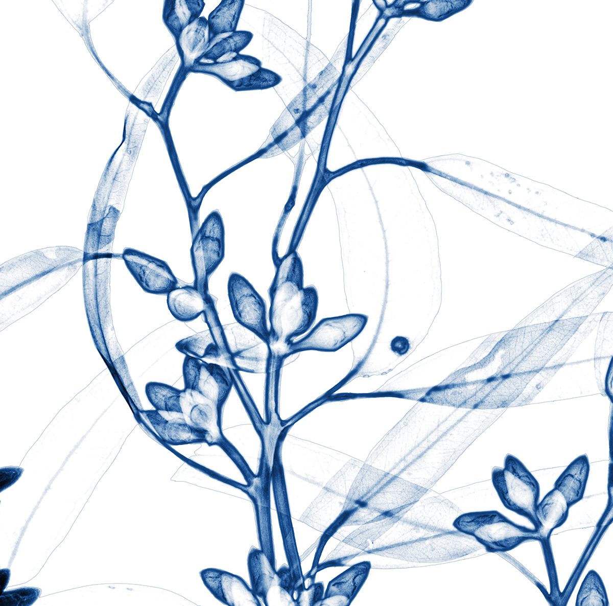 Doherty X-rayed this eucalyptus at PlantBank, in Australia.
