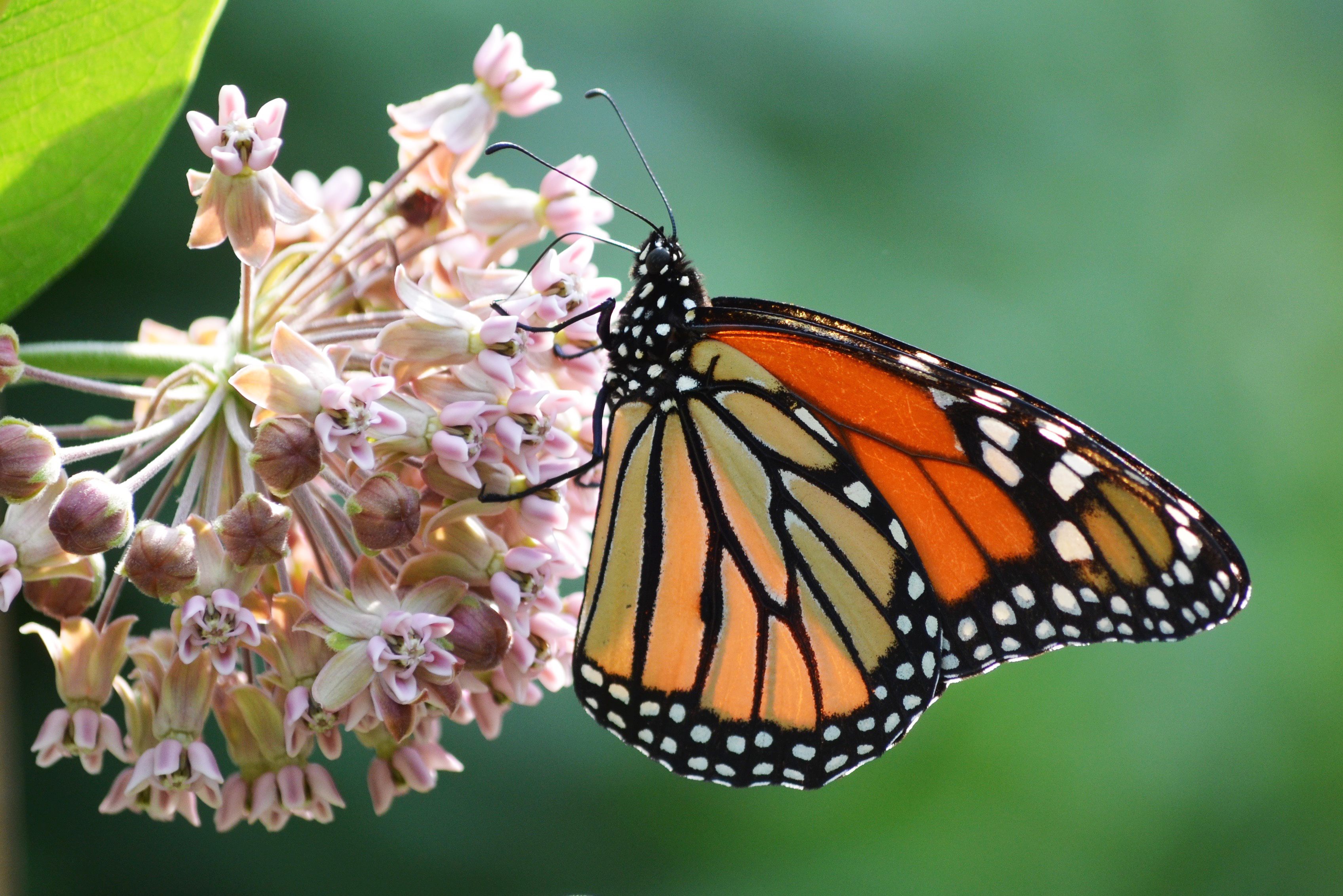 Monarch Butterflies Really Need Your Urban Plants - Atlas Obscura