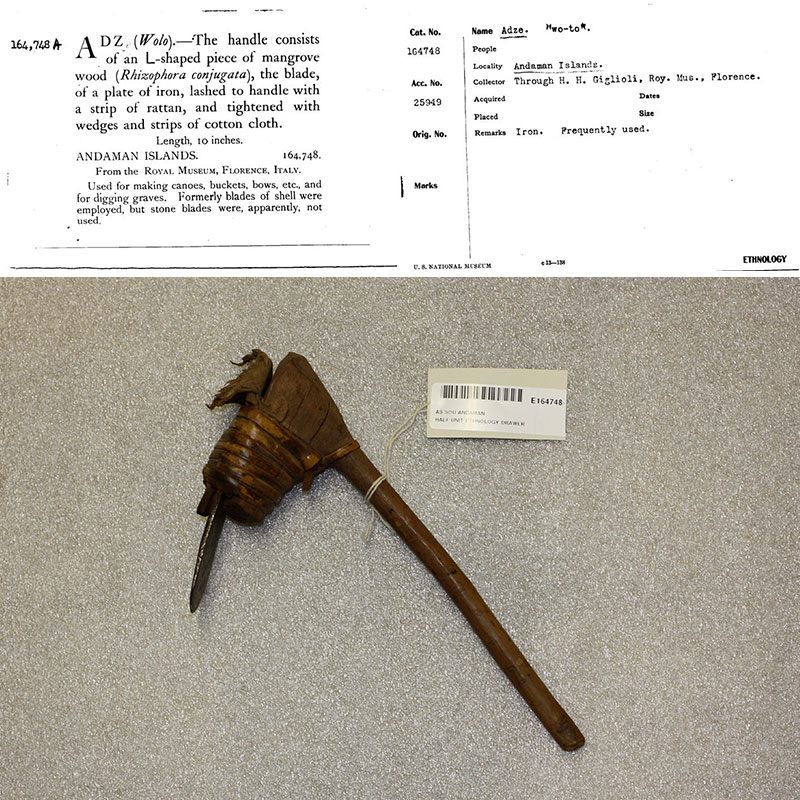 Top: A card detailing an adze (type of ax) obtained through a Smithsonian/Giglioli trade. Bottom: The adze obtained through the trade.