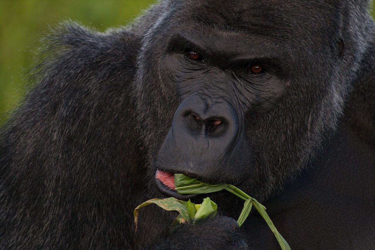 The western lowland gorilla's diet consists of leaves, some fruit ... and nuts, apparently.