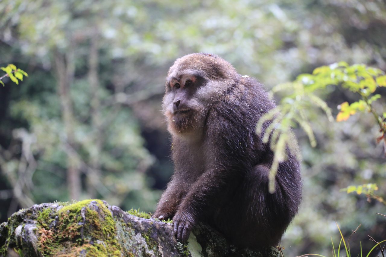 Tibetan macaques (<em>Macaca thibetana</em>) are the largest species of the macaque, with males weighing up to 39 pounds and females weighing up to 29 pounds.