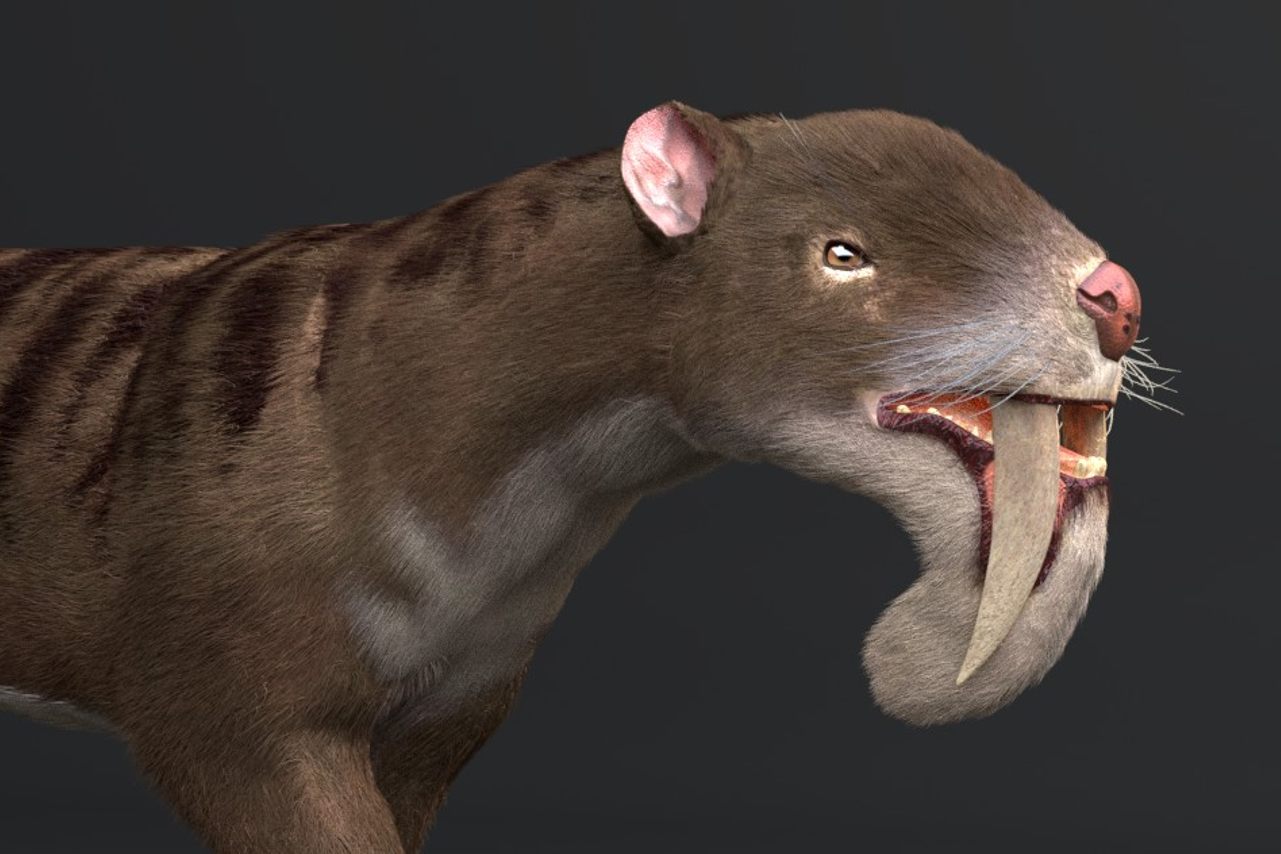 A 3D model of the extinct marsupial <em>Thylacosmilus atrox</em>.