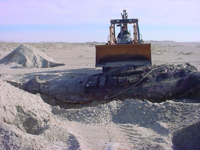 Burying the sperm whale after the necropsy