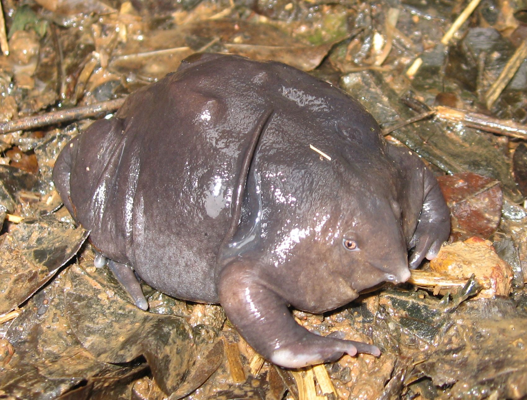 A species of purple frog discovered in 2003 is a close cousin of the Bhupathy's purple frog.