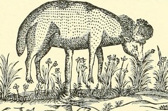 For Centuries, People Thought Lambs Grew on Trees