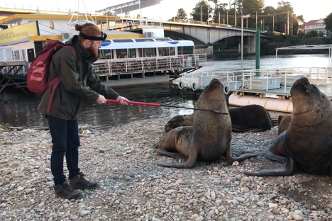 David Ebmer uses his lice comb to gather samples from Valdivia's famous sea lions.
