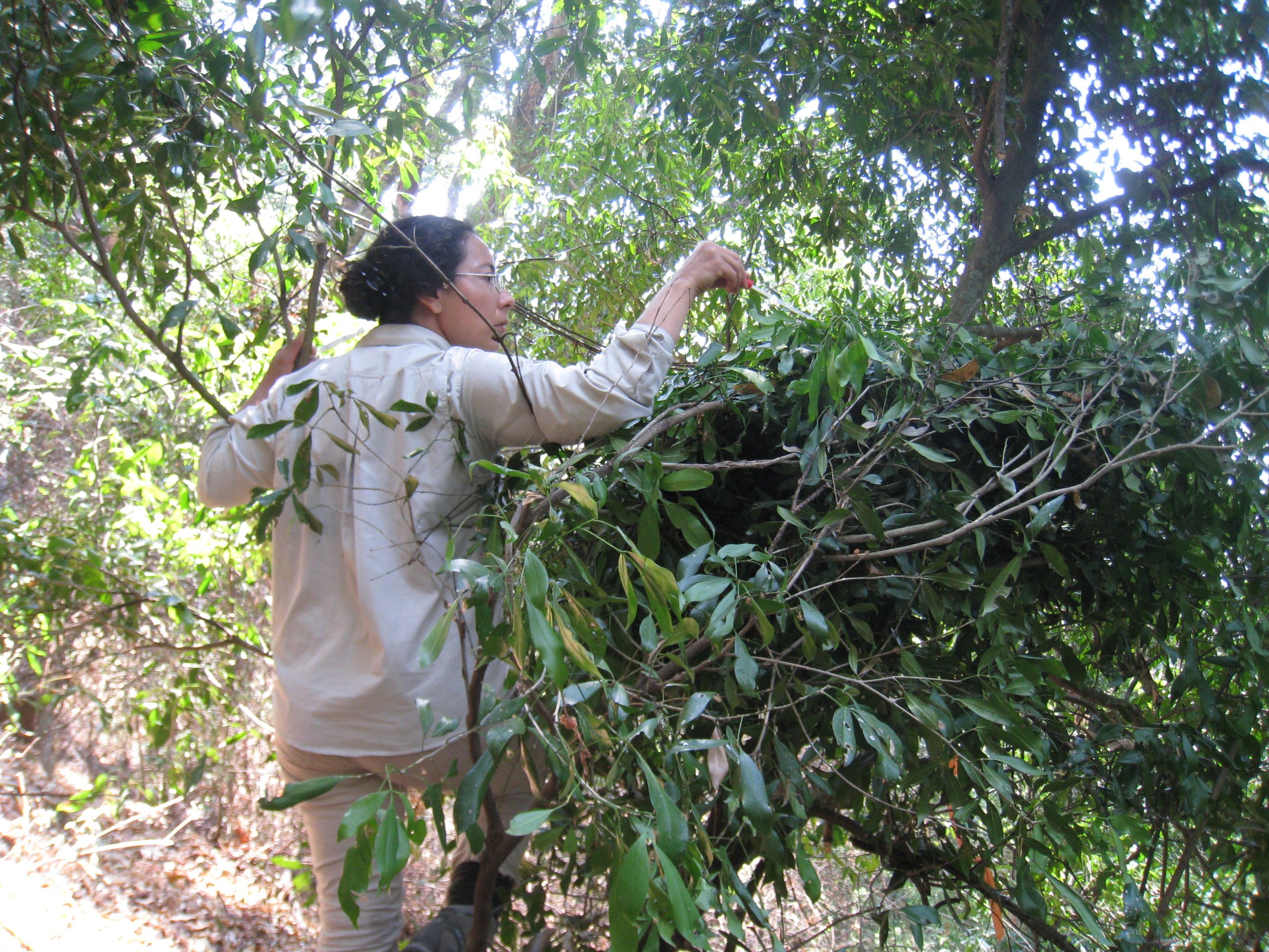 Coauthor Adriana Hernandez-Aguilar swabs leaves in chimpanzee nest for microbes.