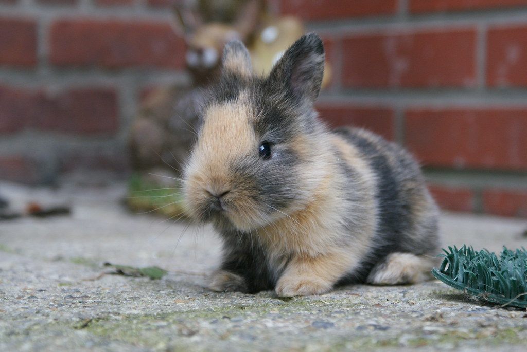 Bunny Rabbits as
