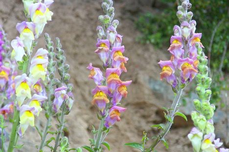 Snapdragons (Antirrhinum majus) in the curious hybrid zone of the Pyrenees.