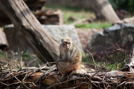 Curious Fact of the Week: Monkey Island Is Real