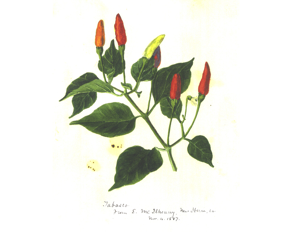 Scientific illustration of a tabasco pepper sprig prepared by noted botanist Dr. E. Lewis Sturtevant.