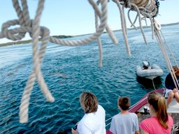 Boaters looking for Old Sow