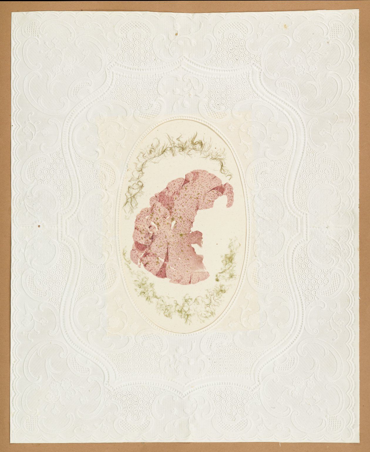 victorian seaweed scrapbook