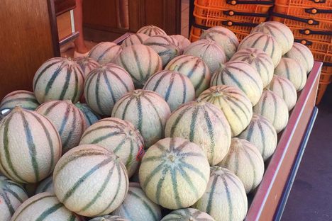 Charentais Melon